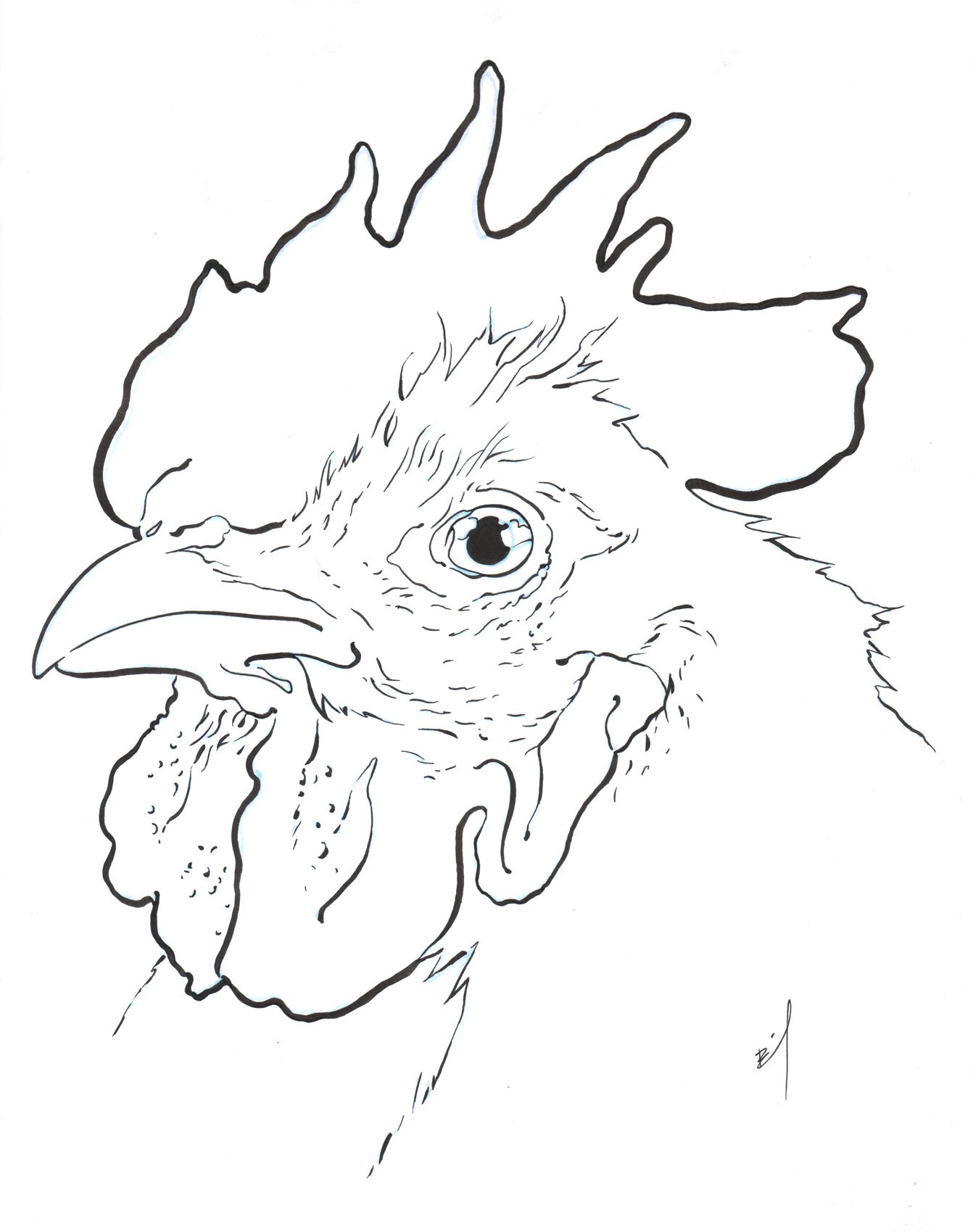 1342x1699 Drawing Of A Chicken Brandon Bird - Chicken Line Drawing
