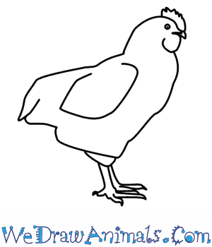 300x350 How To Draw A Chicken - Chicken Line Drawing