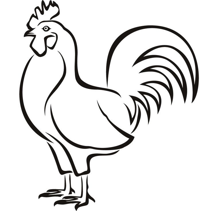 736x736 Chicken Line Drawing - Chicken Line Drawing