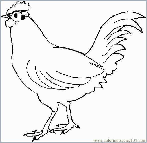 590x575 Chicken Coloring Pages New Chicken Line Drawing Clipart Best - Chicken Line Drawing