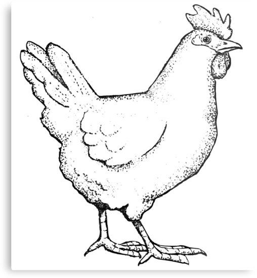 508x550 Drawing Of A Chicken, Hen Outline Art Metal Print - Chicken Outline Drawing