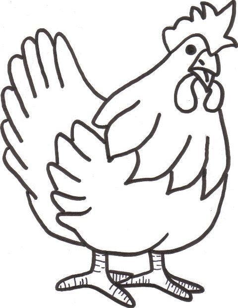 480x620 Huge Collection Of 'chicken Drawing Outline' Download More Than - Chicken Outline Drawing