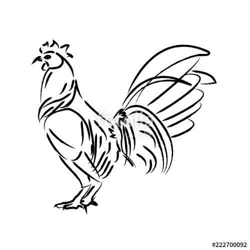 500x500 Outline Draw Chicken Stock Image And Royalty Free Vector - Chicken Outline Drawing