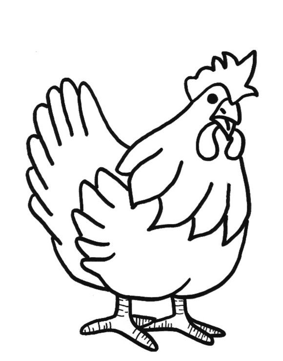 580x738 Hen Line Drawing - Chicken Outline Drawing