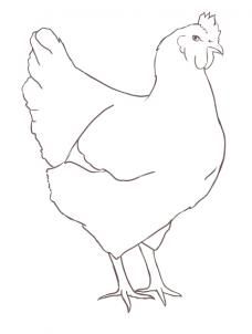 228x302 how to draw a chicken step art in drawings, chicken - Chicken Outline Drawing
