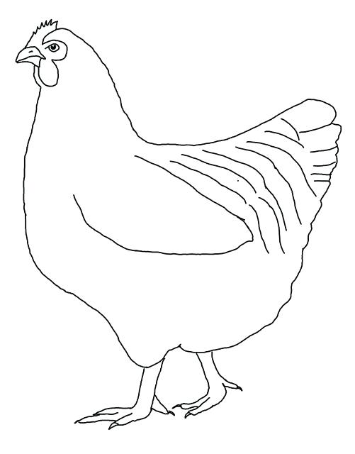 501x640 chicken outline chicken outline png - Chicken Outline Drawing