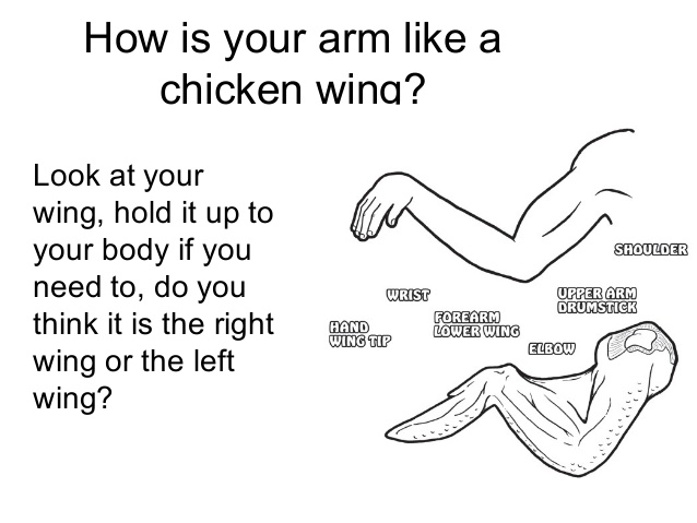 638x479 chicken wing dissection - Chicken Wing Drawing