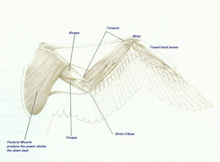 736x542 dougherty, mr science biology ii chicken wing dissection - Chicken Wing Drawing