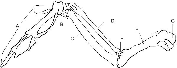 600x230 simple machines the big ideas levers exercises - Chicken Wing Drawing