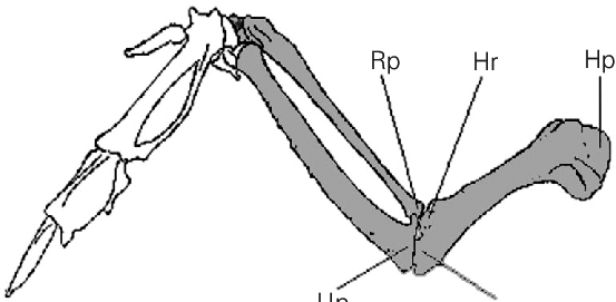 553x271 Schematic Drawing Indicating The Anatomical Regions Of Chicken - Chicken Wing Drawing