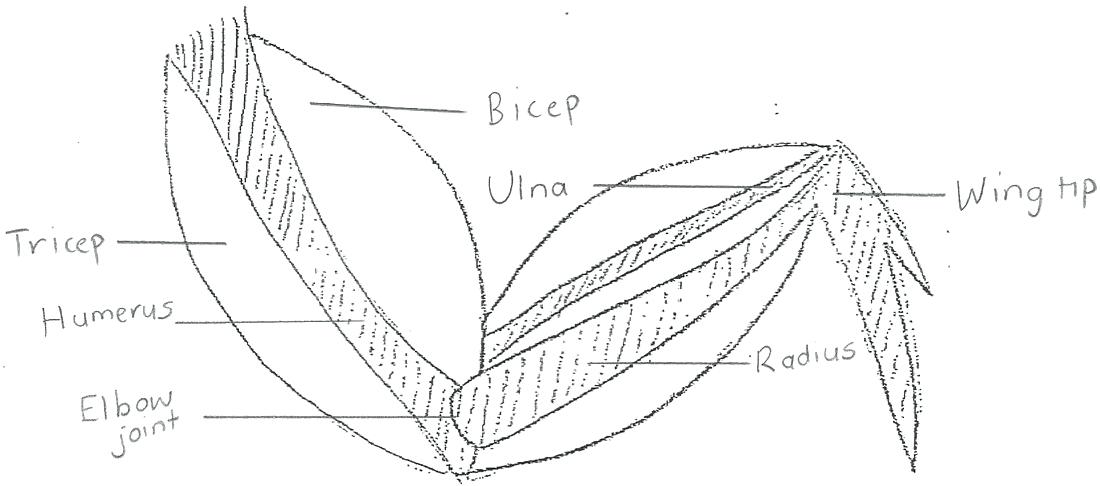 1100x486 chicken wing diagram anatomy - Chicken Wing Drawing