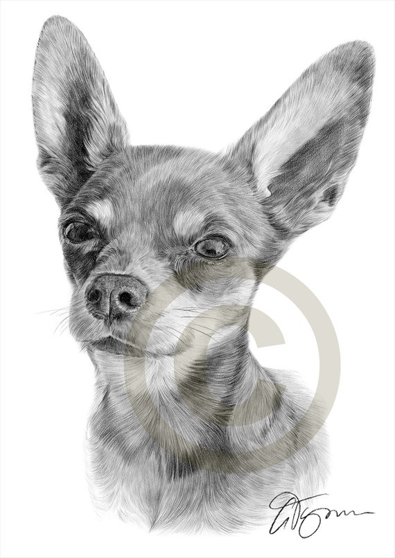 570x806 dog artwork chihuahua pencil drawing print art signed - Chihuahua Dog Drawing