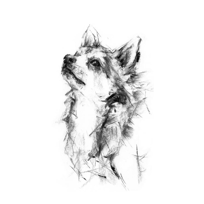 794x794 dog drawing print chihuahua dog drawing fine art dog print etsy - Chihuahua Dog Drawing