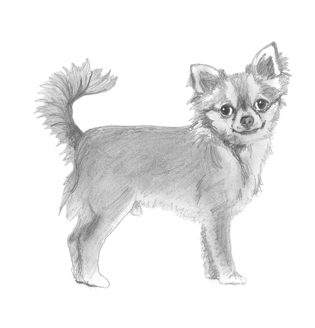 1080x1122 Dog Sketches - Chihuahua Dog Drawing