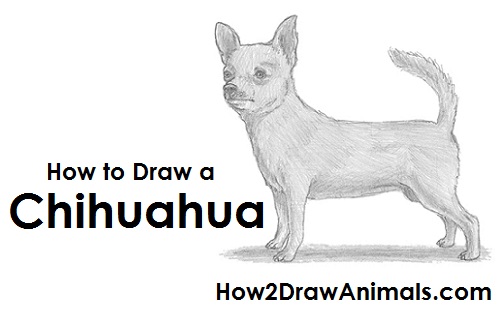 500x315 how to draw a chihuahua - Chihuahua Dog Drawing