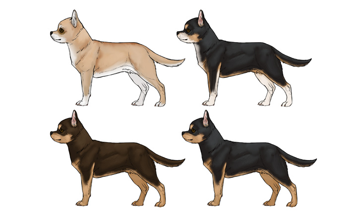 700x448 How To Draw A Dog Details Make The Difference - Chihuahua Dog Drawing