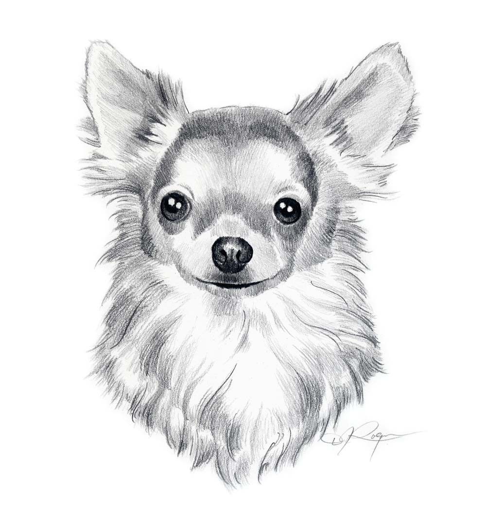 1000x1069 long coat chihuahua dog pencil drawing art print - Chihuahua Dog Drawing