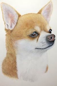 200x300 original chihuahua dog water color painting drawing signed - Chihuahua Dog Drawing