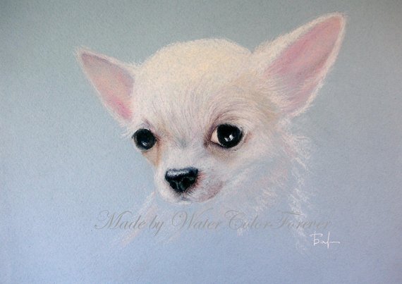 570x403 original dog drawing chihuahua portrait dog art pet etsy - Chihuahua Dog Drawing