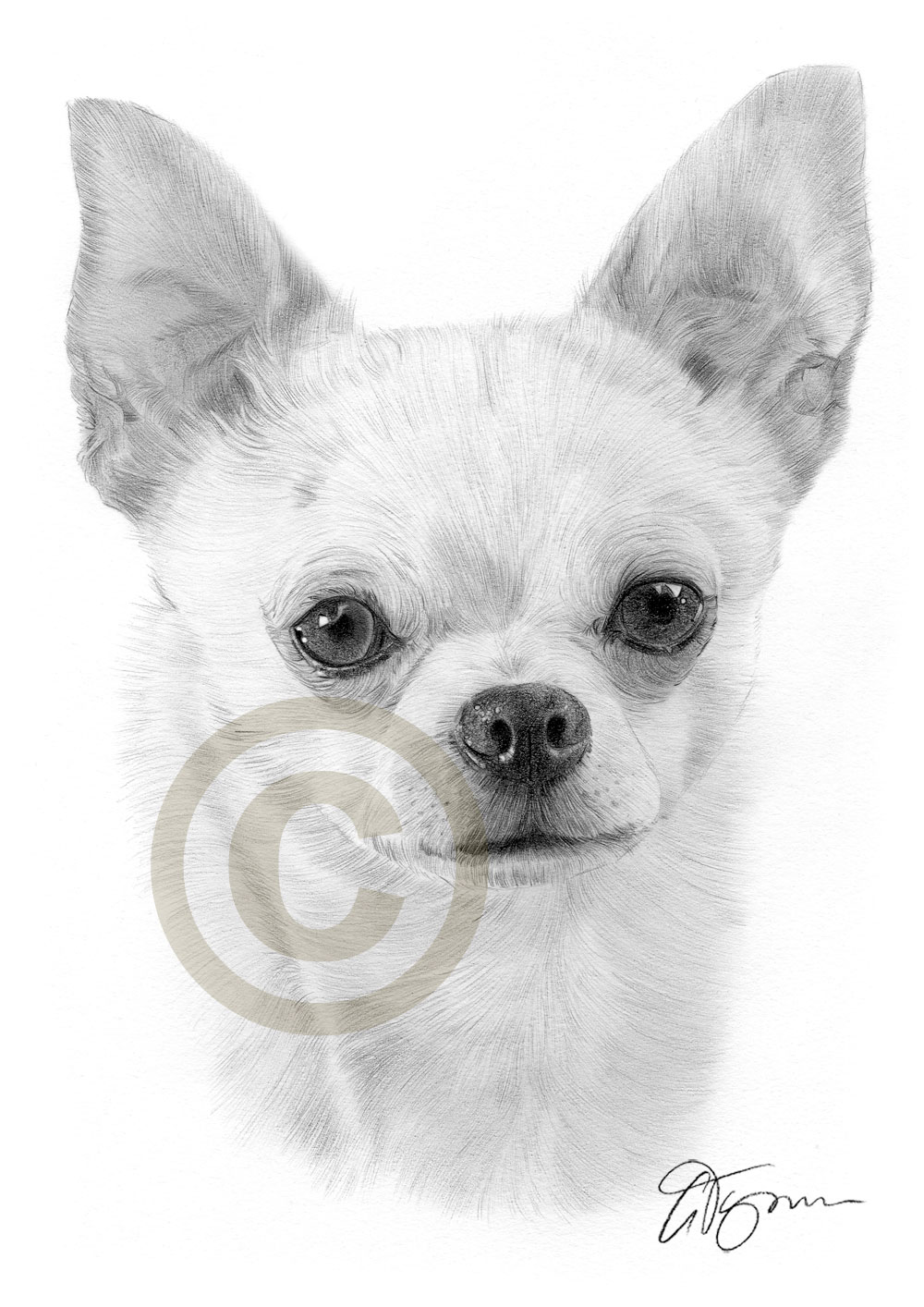 1000x1414 pencil drawing of a young chihuahua - Chihuahua Dog Drawing