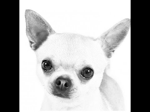 480x360 how to draw a chihuahua - Chihuahua Dog Drawing