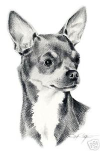 200x300 chihuahua dog drawing art x large - Chihuahua Dog Drawing