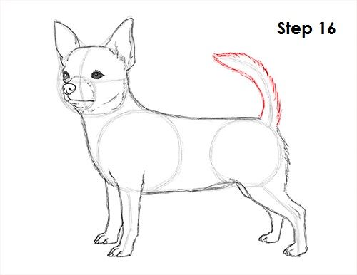 500x386 chihuahua dog drawing dogs drawings, chihuahua - Chihuahua Dog Drawing