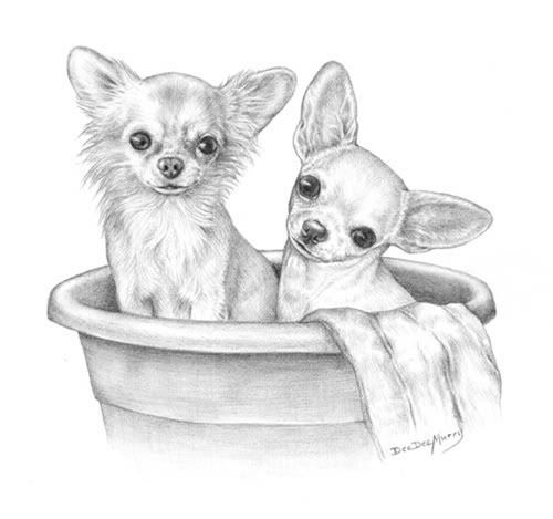 500x469 Chihuahua Drawing Looks Like My Pixie Bella Chihuahua Love - Chihuahua Drawing
