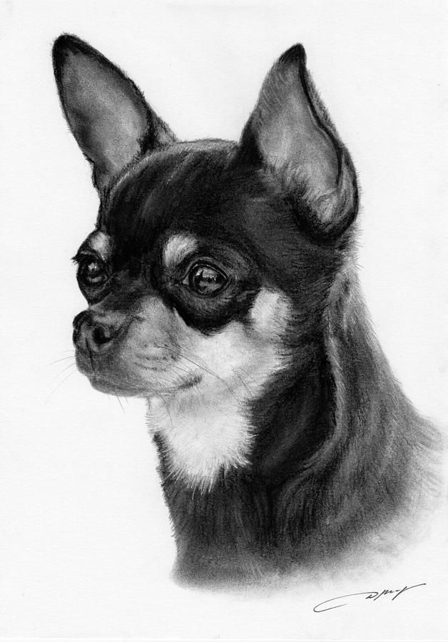 628x900 Chihuahua Drawing - Chihuahua Drawing