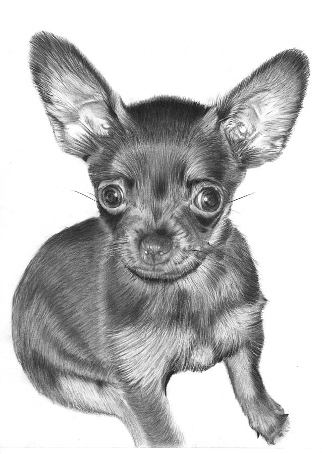 638x900 Chihuahua Drawing - Chihuahua Drawing