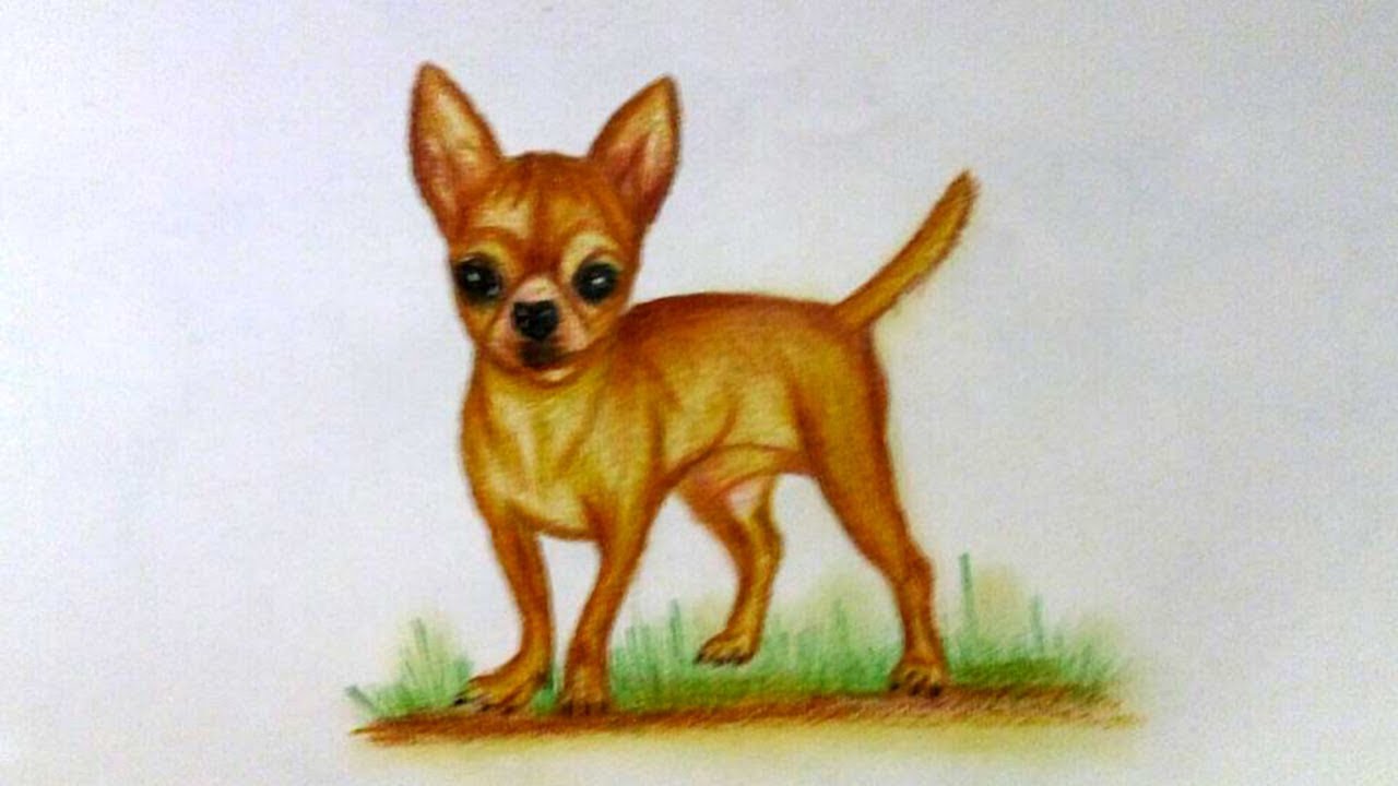 1280x720 Drawing Chihuahua - Chihuahua Drawing
