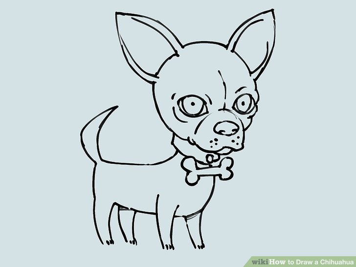 728x546 How To Draw A Chihuahua - Chihuahua Drawing