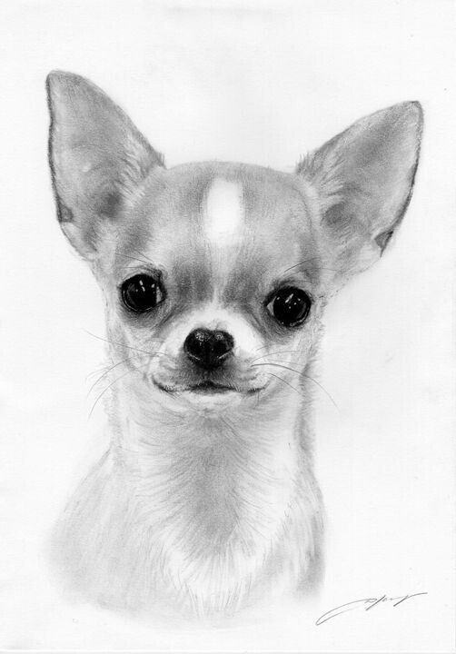 502x720 Chihuahua Chihuahua, Chihuahua Drawing - Chihuahua Drawing