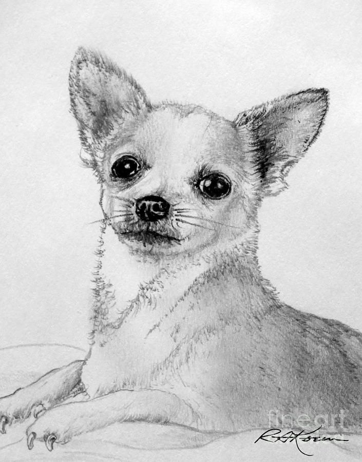 705x900 Teacup Chihuahua Drawing - Chihuahua Drawing
