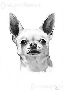 212x300 Chihuahua Limited Edition Pencil Drawing Art Print Picture Sketch - Chihuahua Drawing