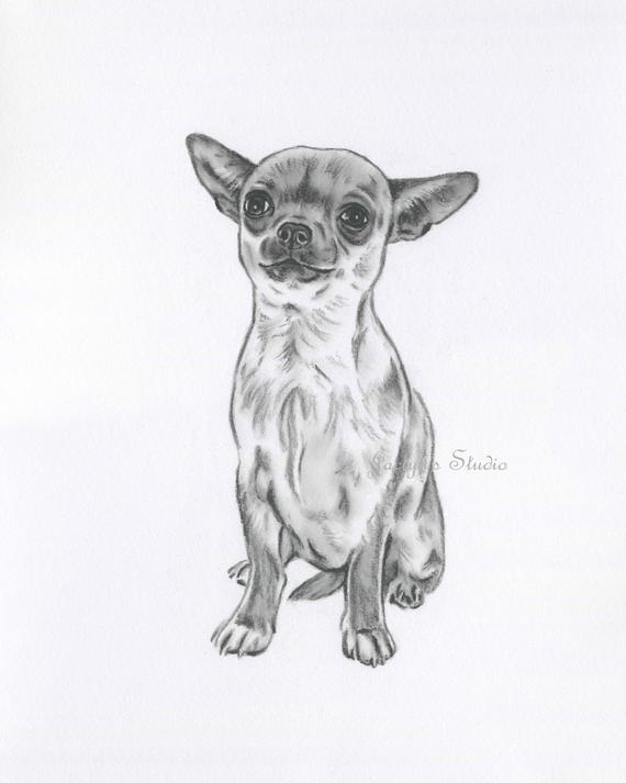 570x713 Chihuahua Art Drawing Original Chihuahua Drawing Chihuahua Etsy - Chihuahua Drawing