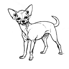 288x288 chihuahua crafts - Chihuahua Line Drawing