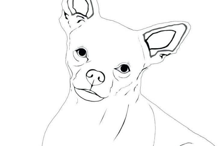 728x485 chihuahua dog sitting and wearing a sombrero coloring pages - Chihuahua Line Drawing
