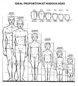 274x300 Tutorial Adult Child Proportions Idrawdigital - Child Anatomy Drawing