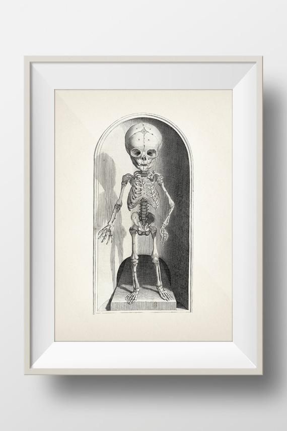 570x855 Child Skeleton Front Scientific Anatomy Drawing Hu Etsy - Child Anatomy Drawing