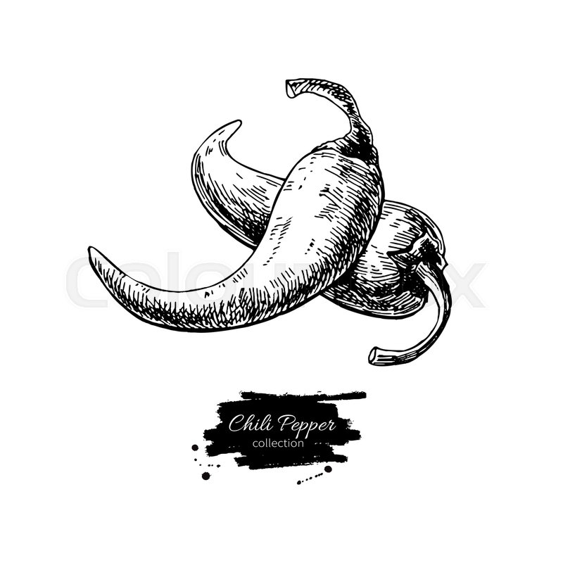 800x800 chili drawing - Chili Drawing