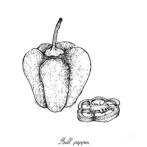 300x300 chili drawings fine art america - Chili Drawing