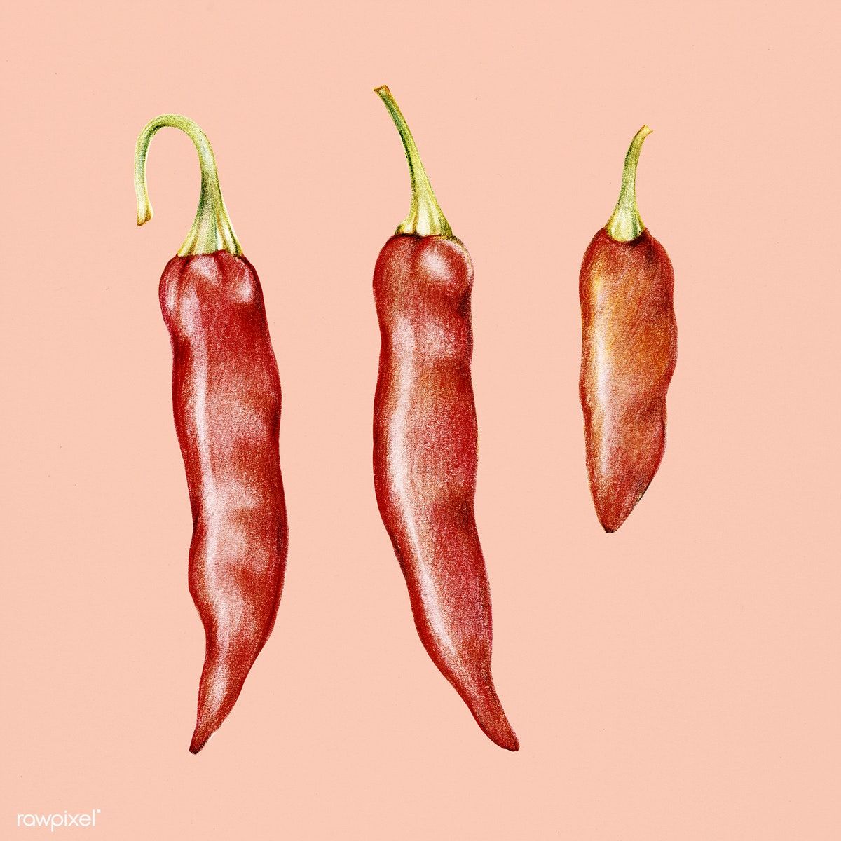 1200x1200 hand drawn watercolor of chili pepper free image - Chili Drawing