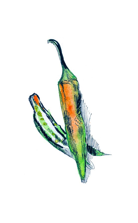 556x900 pepper chili drawing - Chili Drawing