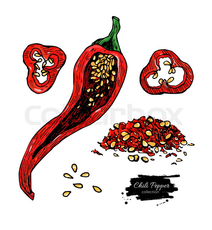 737x800 chili pepper hand drawn vector stock vector colourbox - Chili Pepper Drawing