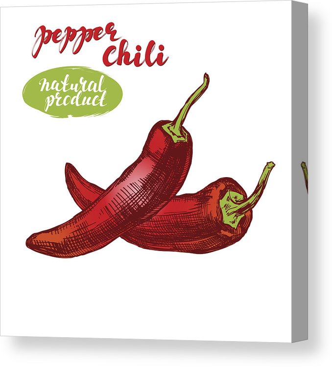 678x750 chili peppers vegetable set hand drawn vector illustration - Chili Pepper Drawing