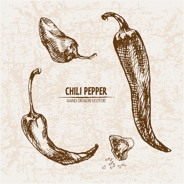 626x626 chili vectors, photos and free download - Chili Pepper Drawing