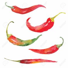 236x236 best chillies images herbs, botanical drawings, drawings - Chili Pepper Drawing