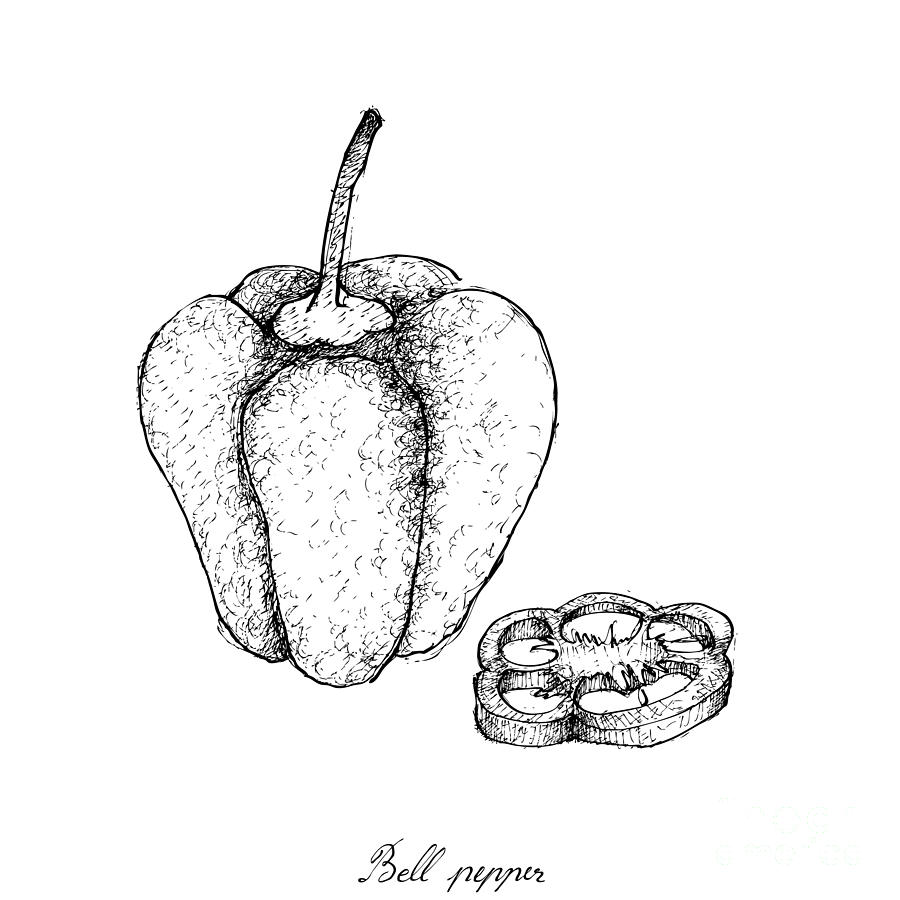 900x900 hand drawn of fresh colored bell peppers drawing - Chili Pepper Drawing