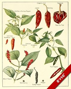 240x300 spices chili pepper paprika kitchen drawing painting art print - Chili Pepper Drawing